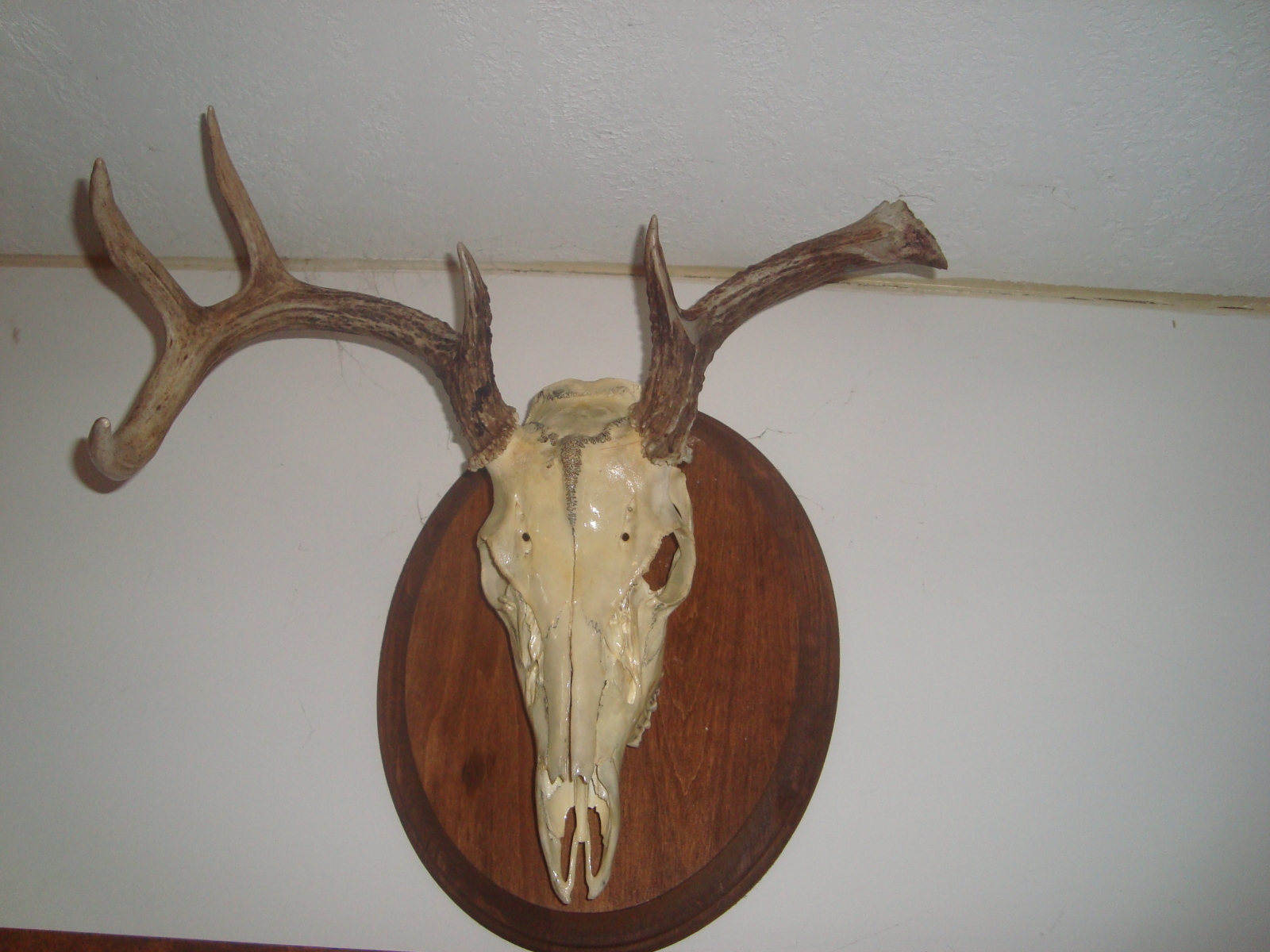 Wordless Wednesday: One Smashed Deer